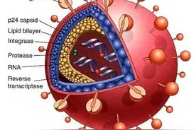 “Mosaic”疫苗——艾滋病疫苗研究新希望图片