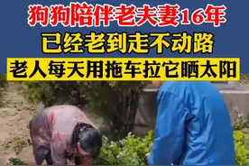 陪伴主人16年的狗狗已走不动路，老夫妻每天用拖板车拉它晒太阳图片
