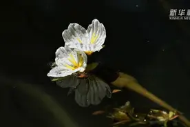 上海交大老教授在校园内建造了一个微型洱海，海菜花在这盛开视频封面