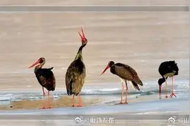 你知道吗？太原现有鸟类249种图片
