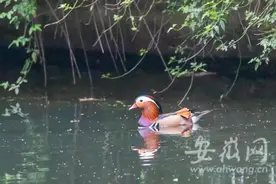 合肥杏花公园首次发现野生鸳鸯图片