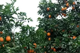 少年中国行｜高速路，让家乡脐橙走出大山，让走出大山的叔叔回了老家图片