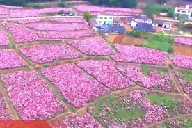 花开四川丨中江千亩芍药花开 游客畅游花海享春意视频封面
