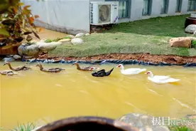 咩、咩、咩，校园里养了七只羊图片