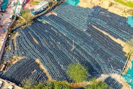 郑州万余辆老款共享单车被淘汰：“共享单车坟场”密集似蚂蚁图片