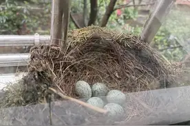 长沙一市民家阳台连续5年被同一种鸟筑巢，主人：被信赖的感觉真好图片