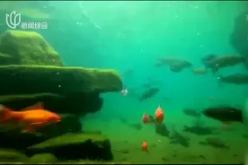 趵突泉水下世界视频封面
