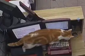 橘猫在彩票店“打出”一张彩票！无数网友围观：若中了就是招财猫图片