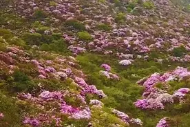 江西万亩杜鹃花竞相开放 粉色花海漫山遍野花团锦簇视频封面