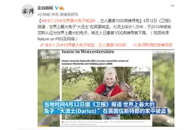 体长1.29米世界最大兔子被盗，主人悬赏1000英镑寻兔图片