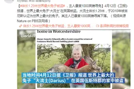 体长1.29米世界最大兔子被盗，主人悬赏1000英镑寻兔图片