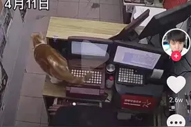 彩票站养的小猫误踩机器打出一张彩票，上万网友围观：就想知道中没中图片