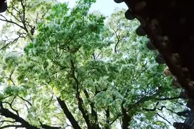 64秒丨济宁邹城千年孟府这棵“流苏”悄然开花 你可知它美了三百年…视频封面