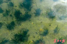 湖底“种草”，汤逊湖水域将现“水下森林”图片