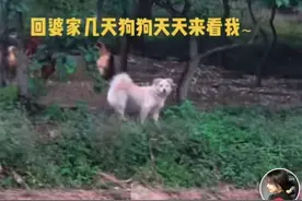 女子回婆家3天，娘家狗狗每天都跑来看她，网友：娘家来条狗都是亲戚图片