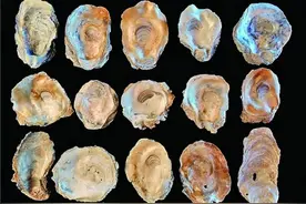 一眼万年 华彩中国——二〇二〇年度“全国十大考古新发现”扫描图片