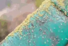 密集恐惧！贵阳这里出现密密麻麻的“绿虫子”，路过都会被沾上！到底是个啥？图片