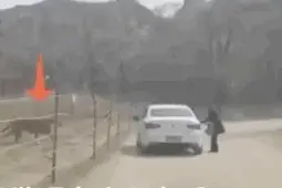 北京一女子擅自在动物园猛兽区下车，与老虎仅隔数米！园方回应图片