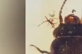 南京古生物研究科研人员“抓获”一亿年前的“采花大盗”视频封面