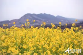 晋城：油菜花开乡村美图片