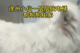 徐州小伙一层层按电梯帮狗狗找家！网友：没想到结局是这样图片