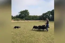 英国一边牧犬失去听力被抛弃 学习手语后重新上岗牧羊图片