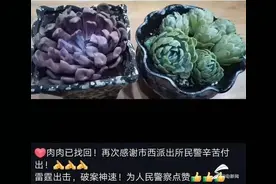 多肉植物被盗 滨州公安4小时破案追赃图片