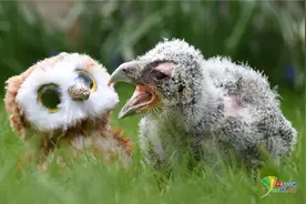 英国一动物中心首次成功孵化黄雕鸮幼鸟图片