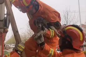 32秒｜滨州一小狗被困水槽 消防“暖心”救助图片