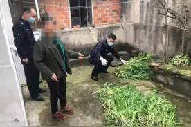 罂粟叶子喂家禽？巢湖公安用无人机查处村民非法种植罂粟图片