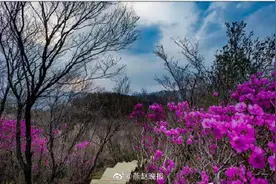 五岳寨的野生杜鹃快开啦！静待客人来图片