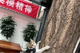 成都派出所这只“警猫”，能抓耗子还能调解纠纷图片