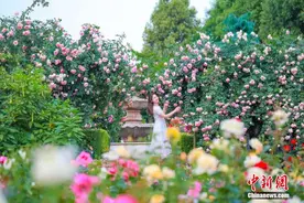 成都玫瑰花海吸引游客 汇集世界各地700余种顶级玫瑰图片