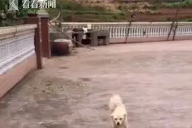 狗狗操碎了心！女子近嫁去婆家 它每天往返去看她图片