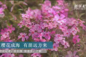 芝樱花成海 有朋远方来视频封面