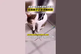 成都一派出所里有只警猫，能抓耗子还能调解纠纷视频封面