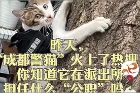 萌化了，“成都警猫”火上热搜！在派出所担任抓老鼠“公职”，兼职心理辅导员图片