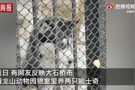 动物园回应狼圈养哈士奇，称其是收养的，还和狼生了个串，网友评论亮了图片