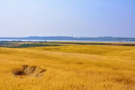 旱地里长出好水稻，光谷国企以科技赋能全省乡村振兴图片