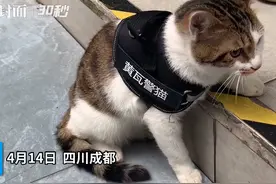 30秒｜太萌了！来看成都一派出所官方警猫的“工作”日常
