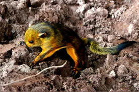 又见飞鼠 四川古蔺发现一只冷得哆嗦也不垒窝的“寒号鸟”图片