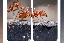 转存！被毒虫咬伤如何处理图片