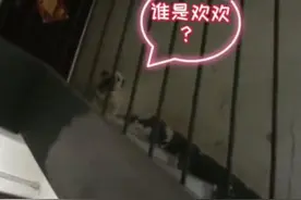 女子报警称狗子赖家门口不走，民警前去“谈判”，最后用鸡腿拿下图片
