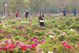 南湖公园美 牡丹花正艳图片