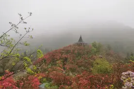 杜鹃花专线马上发车，磐安又迎花事图片