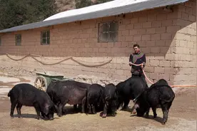 大凉山95后彝族小伙返乡养乌金猪，曾负债数十万修路建猪圈视频封面