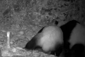 83秒｜憨态可掬？野生大熊猫为争夺交配权激烈打斗：抱头撕咬、过肩摔图片