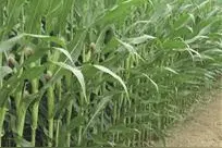 栽甜玉米要把好7个关键点图片
