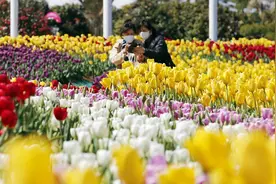 韩国泰安市举行花卉博览会 郁金香花海娇艳绽放图片