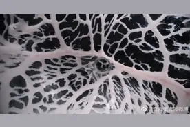 看了这部美食片，我现在头皮发麻、胃部不适……图片